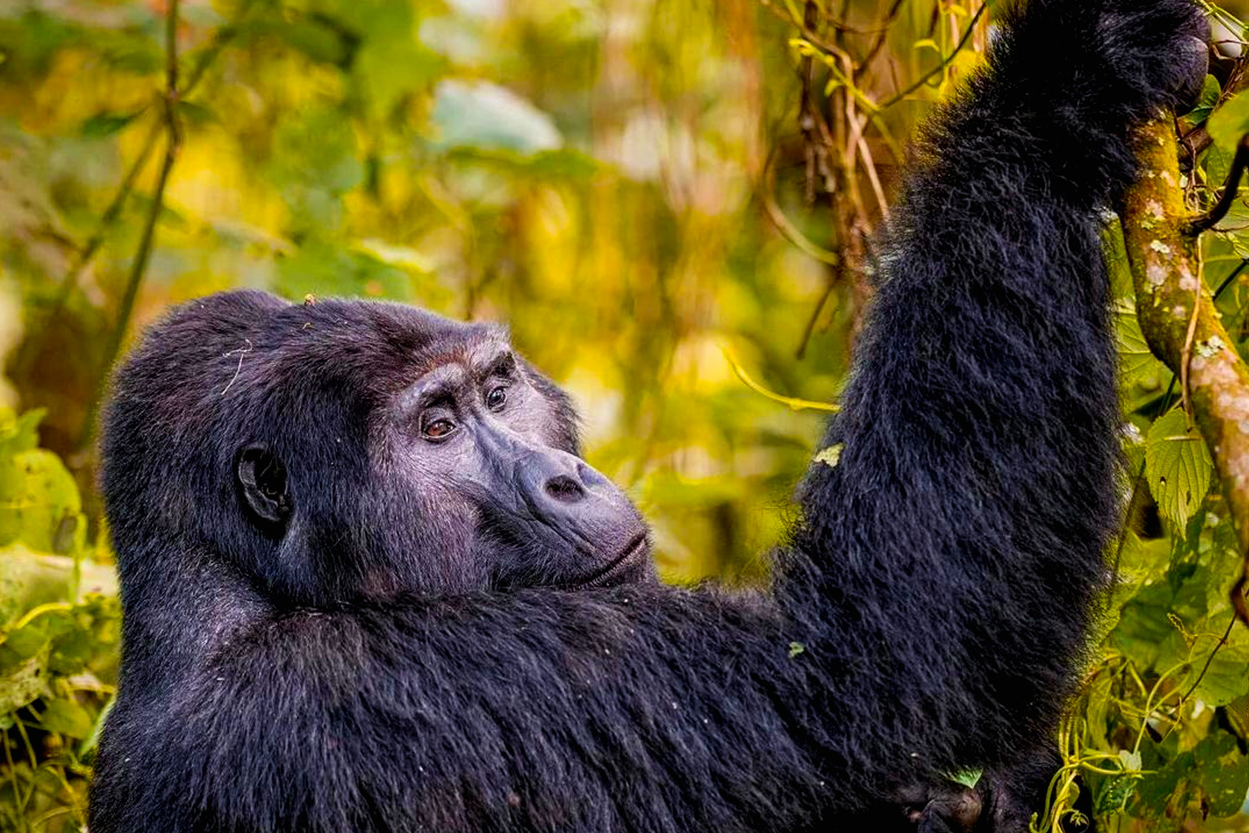 16-days-uganda-gorilla-trek-and-kenya-tanzania-big-5-wildlife-safari