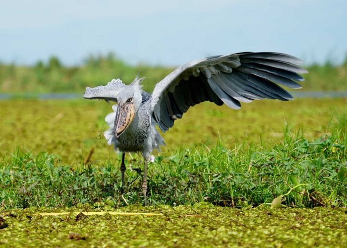 best-time-for-shoebill-stork-bird-watching-at-mabamba-swamp