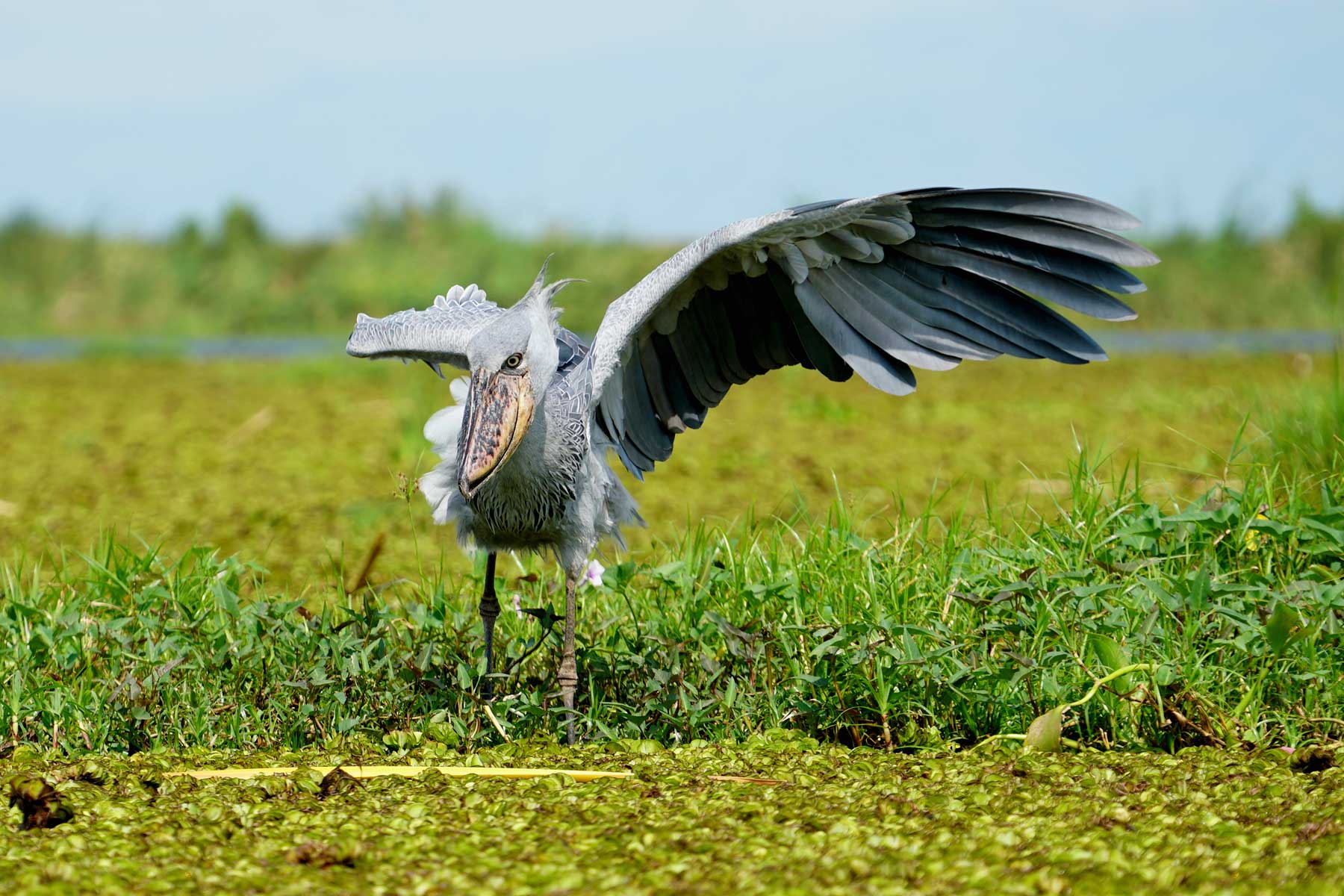 best-time-for-shoebill-stork-bird-watching-at-mabamba-swamp