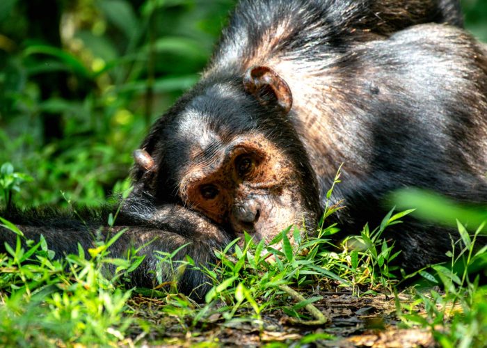 chimpanzee-trek-transfer-to-kibale-national-park