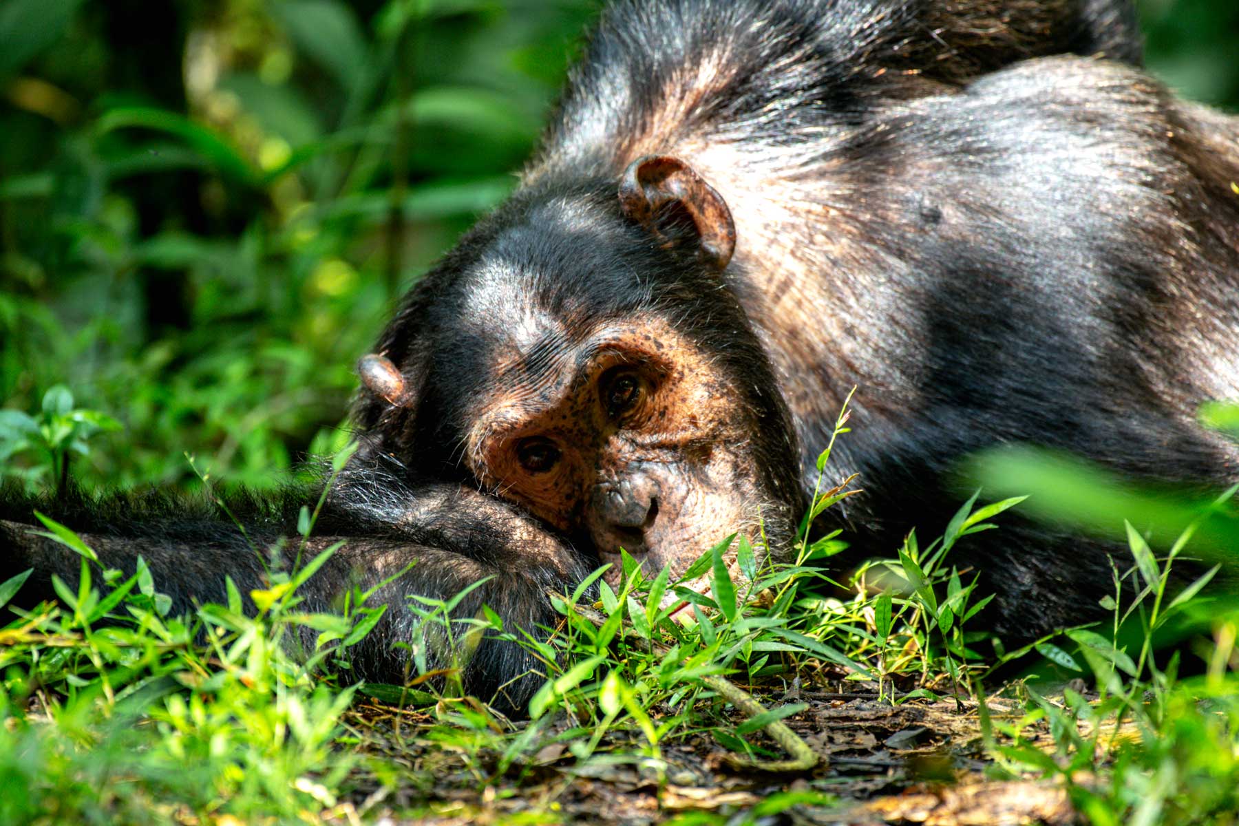 chimpanzee-trek-transfer-to-kibale-national-park