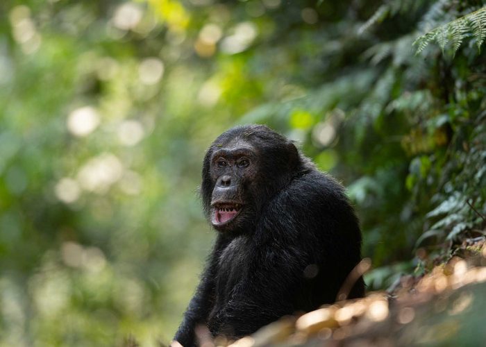 chimpanzee-trek-transfers-to-nyungwe-national-park