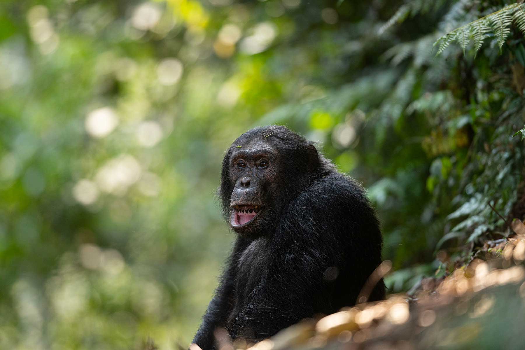 chimpanzee-trek-transfers-to-nyungwe-national-park