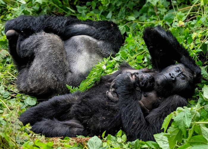 congo-gorilla-trekking-safari