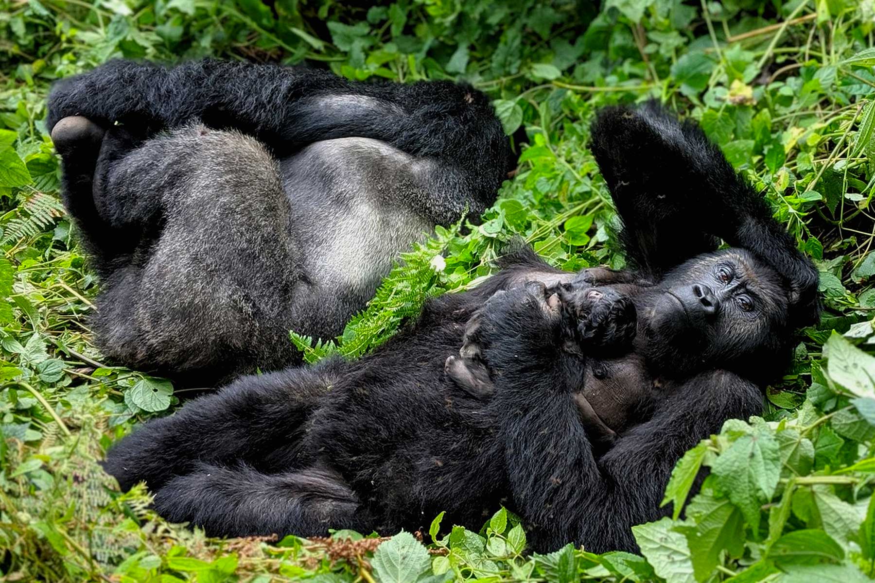 congo-gorilla-trekking-safari