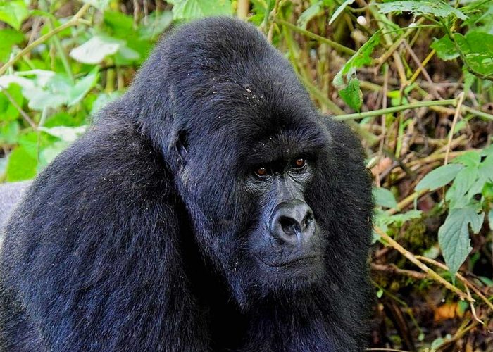 congo-gorilla-trekking-tours