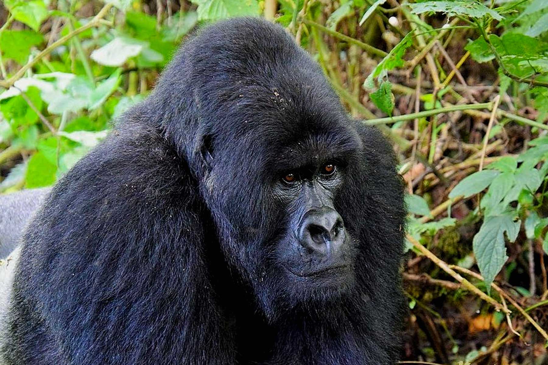 congo-gorilla-trekking-tours