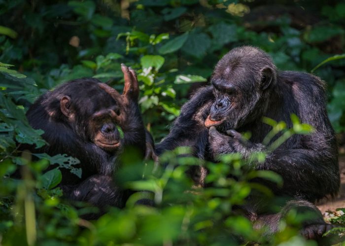 discover-nyungwes-chimpanzee-communities