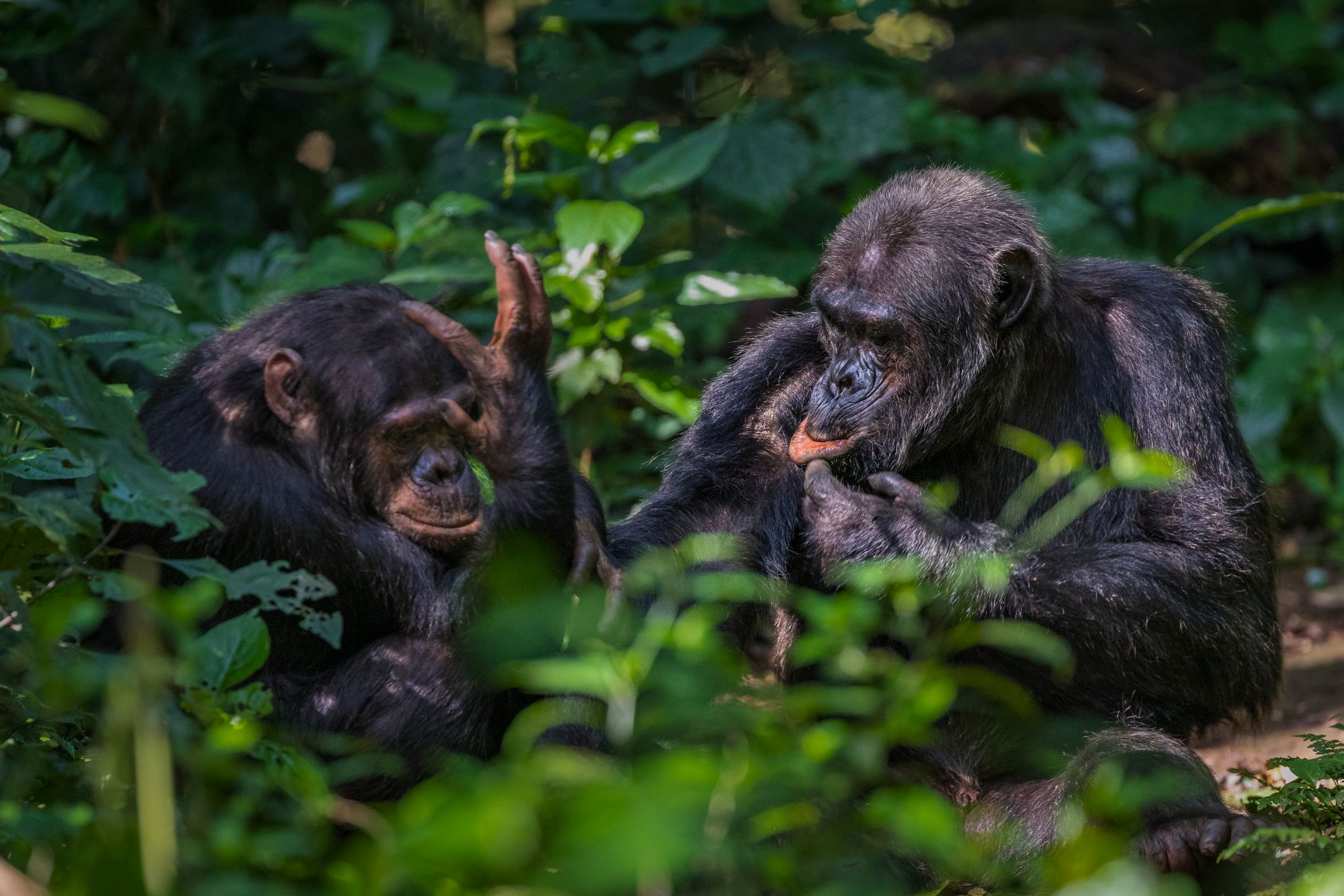 discover-nyungwes-chimpanzee-communities