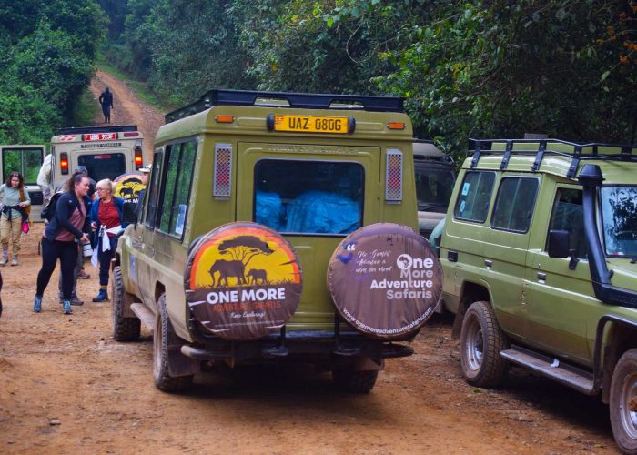 double-gorilla-trekking-and-nature-walk-extravaganza-in-bwindi-impenetrable-national-park