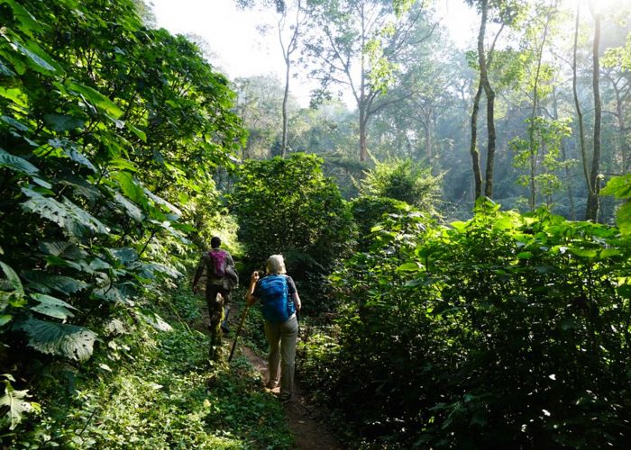 explore-the-enchanting-hiking-trails-of-buhoma-in-bwindi-impenetrable-national-park