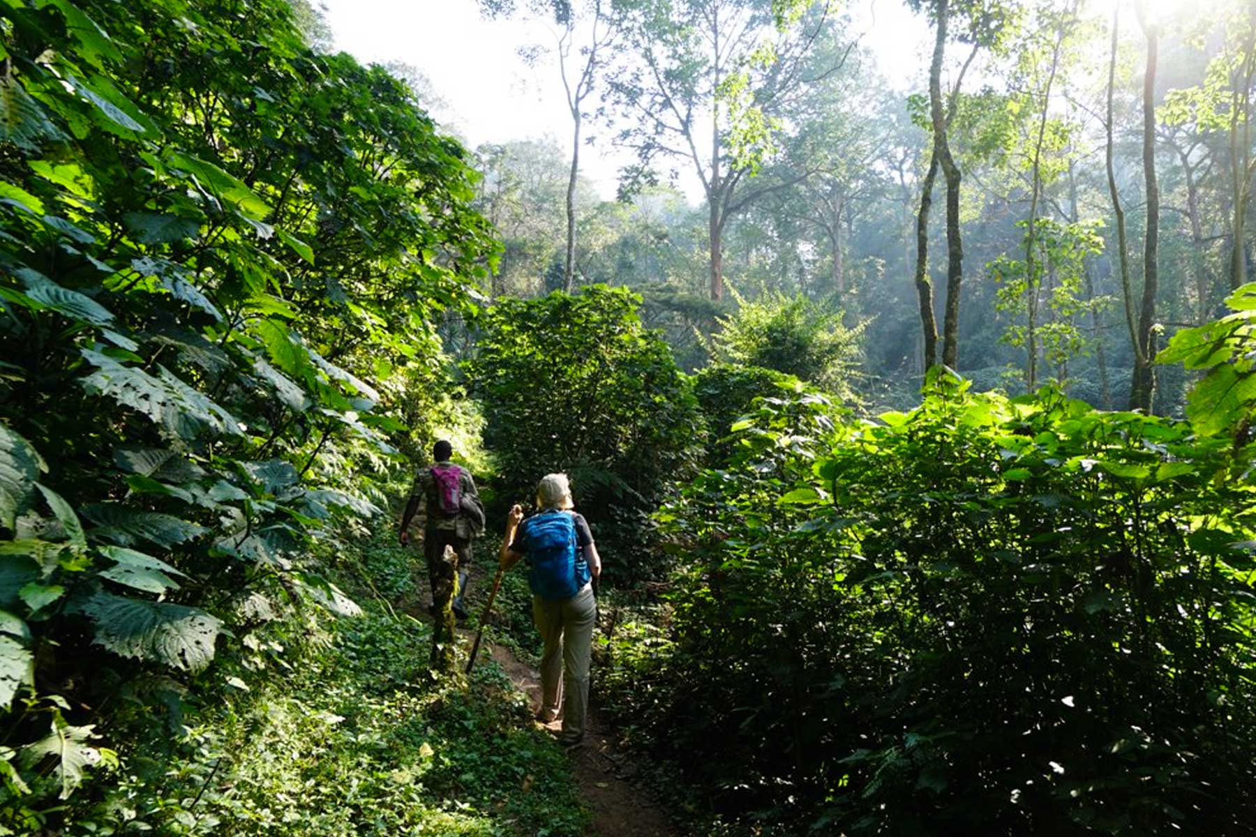 explore-the-enchanting-hiking-trails-of-buhoma-in-bwindi-impenetrable-national-park