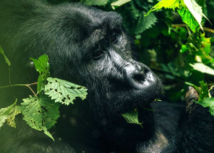 four-places-to-see-mountain-gorillas