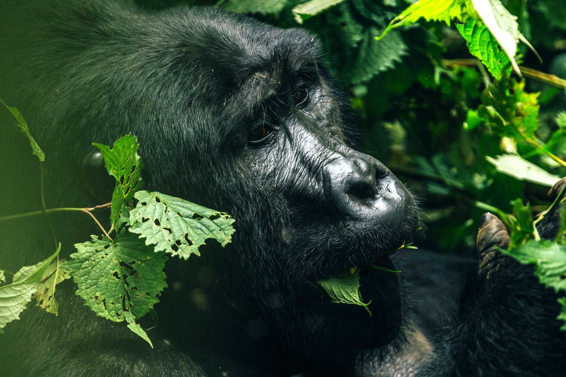 four-places-to-see-mountain-gorillas