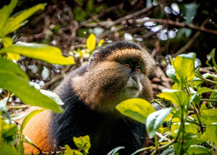 gorilla-and-golden-monkey-trekking-experience-at-mgahinga-national-park