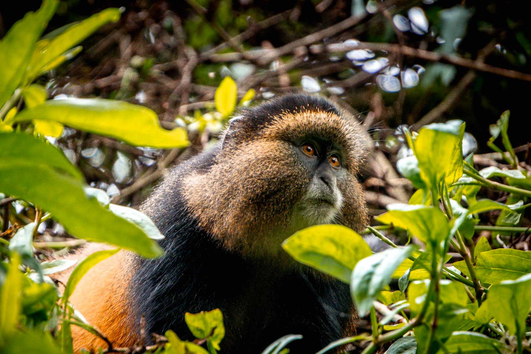 gorilla-and-golden-monkey-trekking-experience-at-mgahinga-national-park