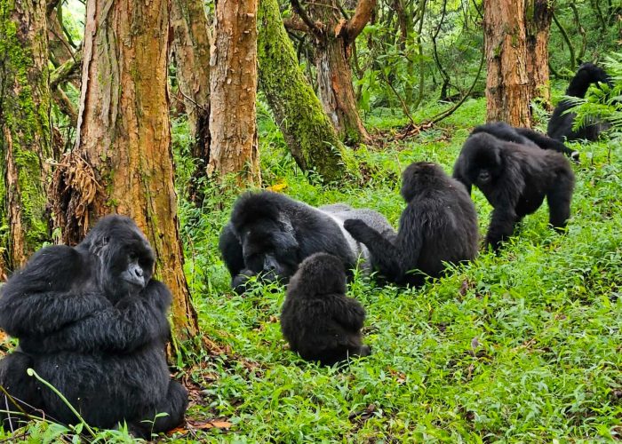 gorilla-trek-transfers-to-mgahinga-national-park