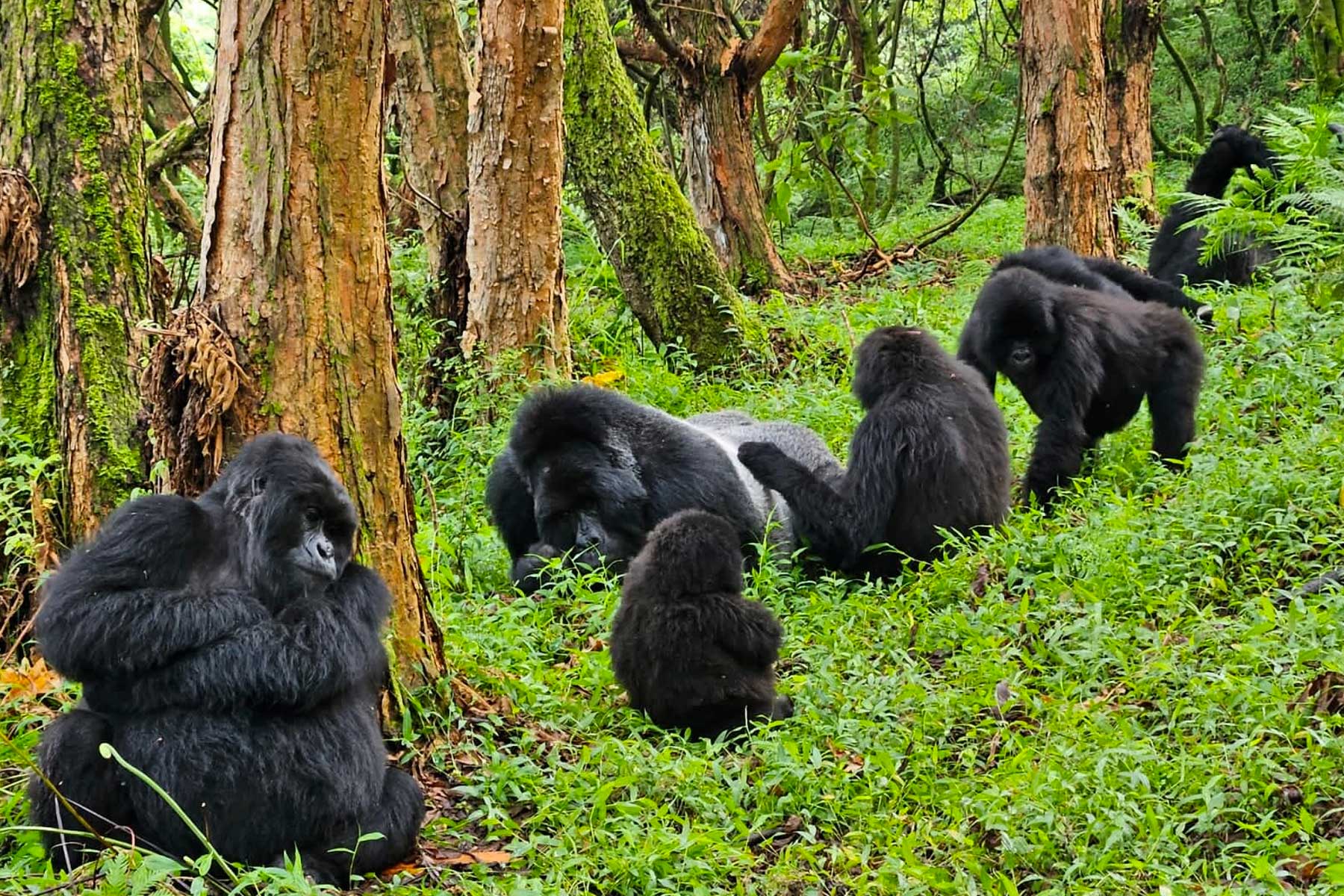 gorilla-trek-transfers-to-mgahinga-national-park