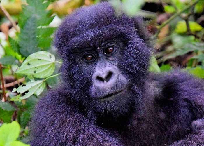 gorilla-trekking-in-congo