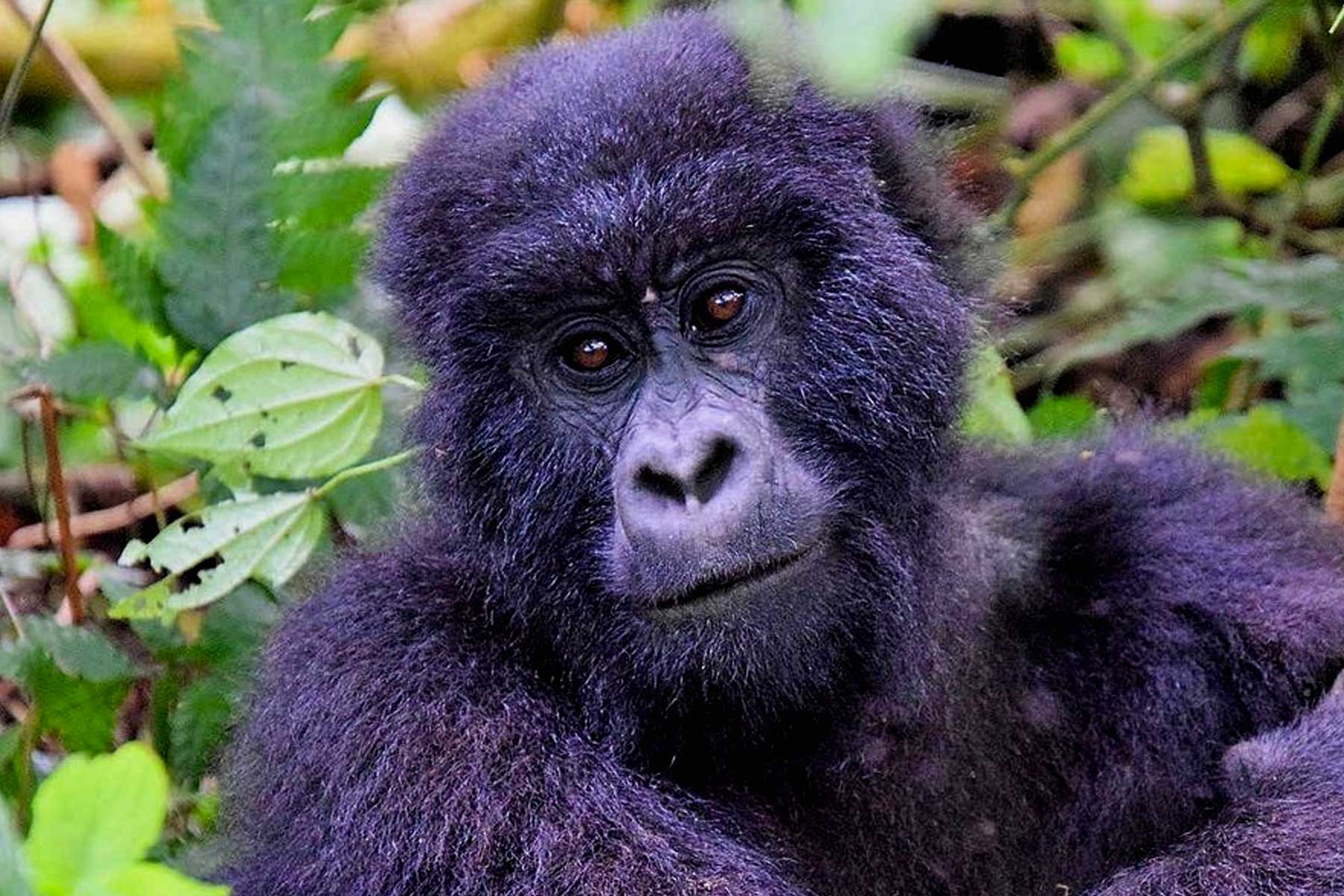 gorilla-trekking-in-congo