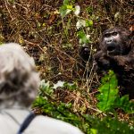 gorilla-trekking-in-uganda