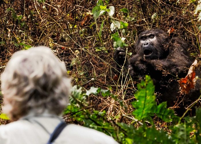 gorilla-trekking-in-uganda