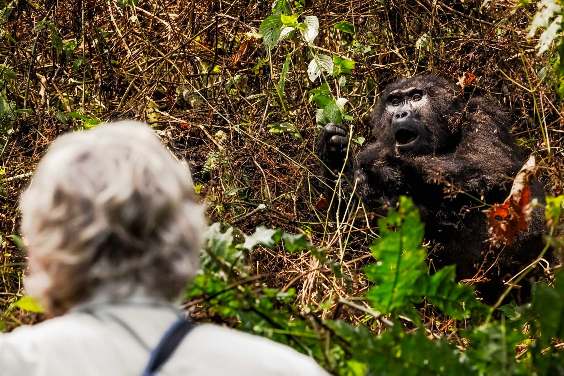 gorilla-trekking-in-uganda