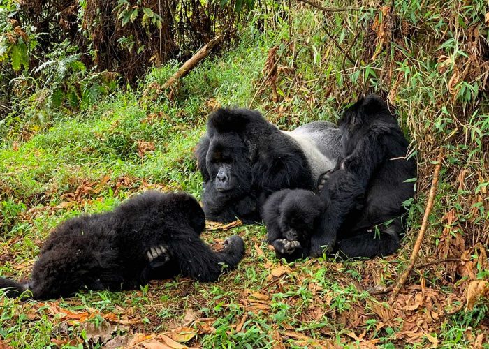 mgahinga-national-park-ugandas-premier-gorilla-trekking-haven