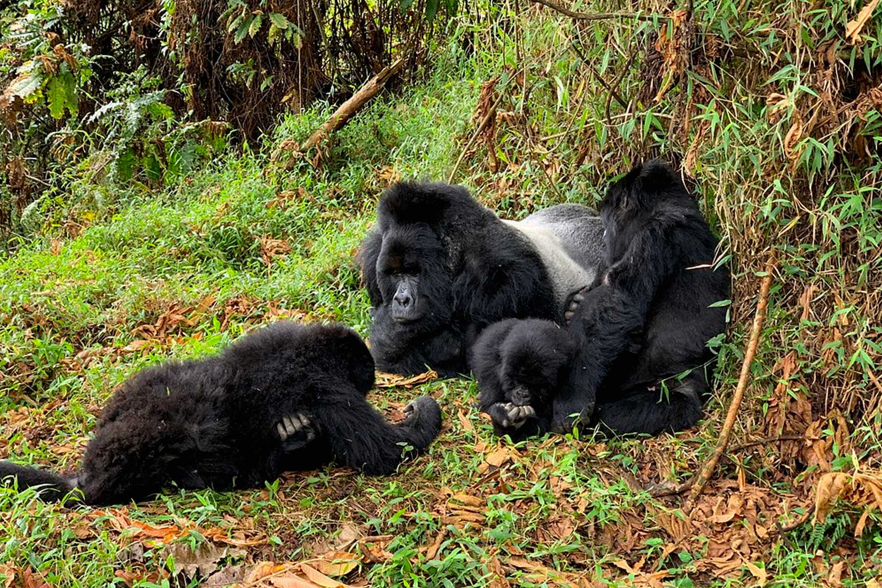 mgahinga-national-park-ugandas-premier-gorilla-trekking-haven