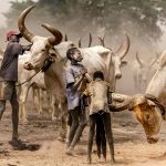 mundari-cattle-camp-photography-tour