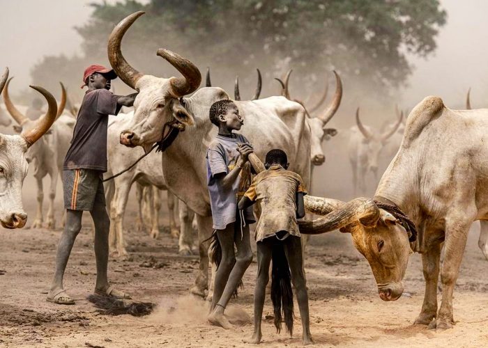 mundari-cattle-camp-photography-tour