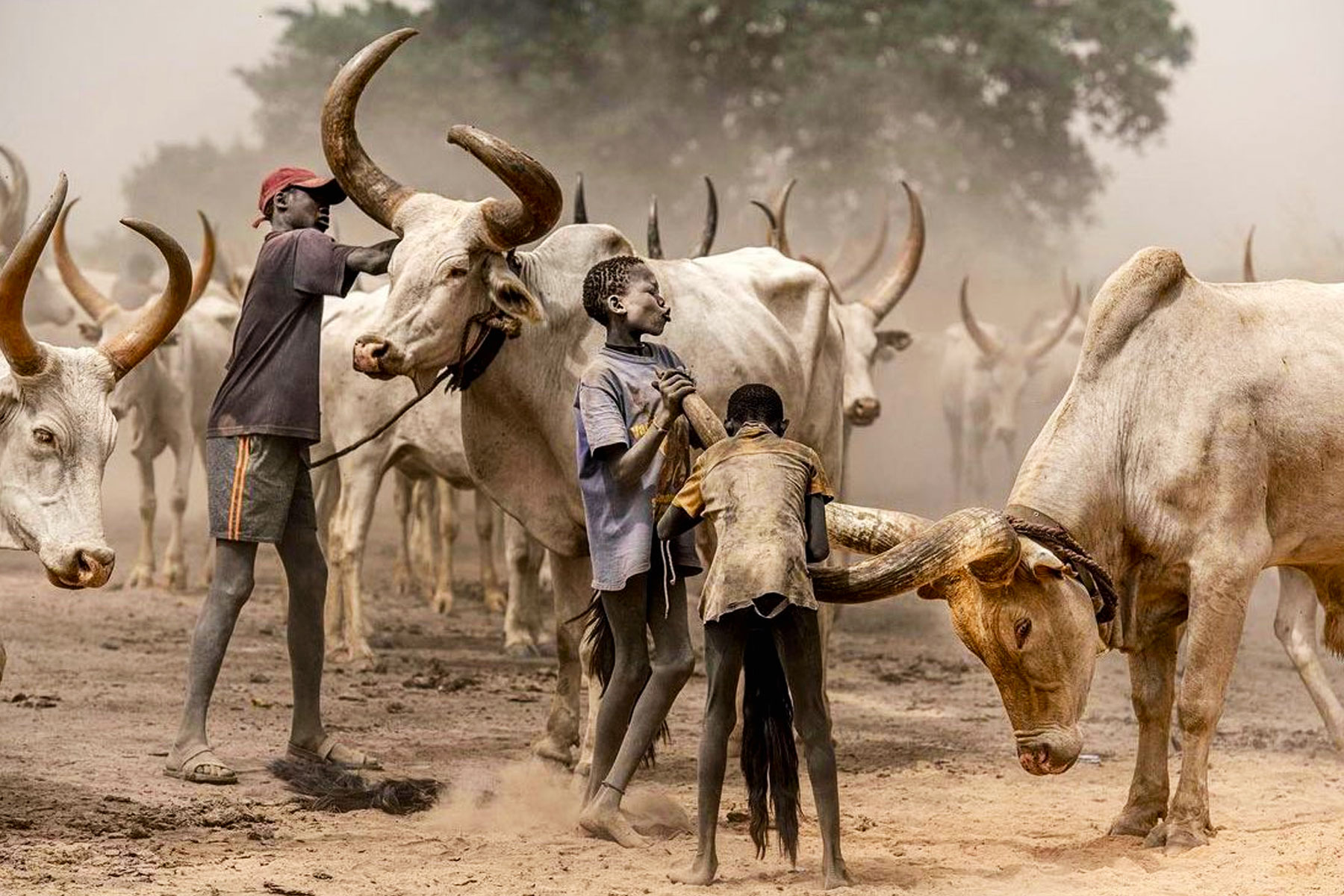 mundari-cattle-camp-photography-tour