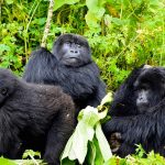 rwanda-congo-gorilla-trekking-tours