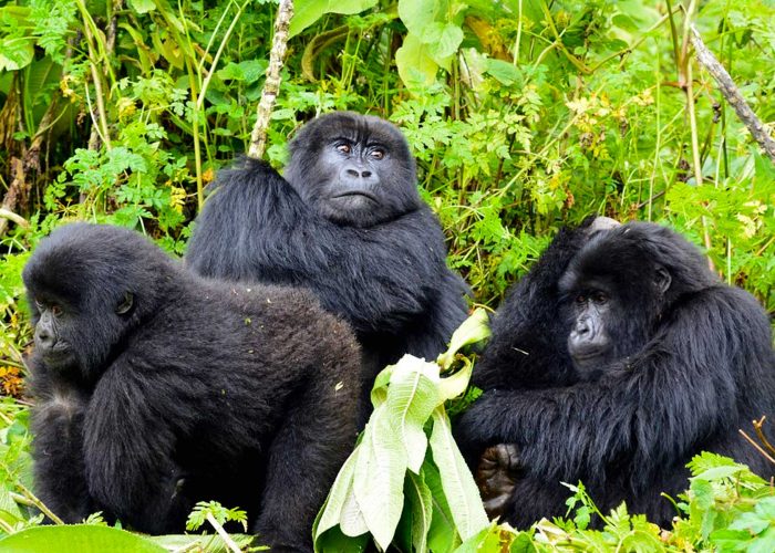 rwanda-congo-gorilla-trekking-tours