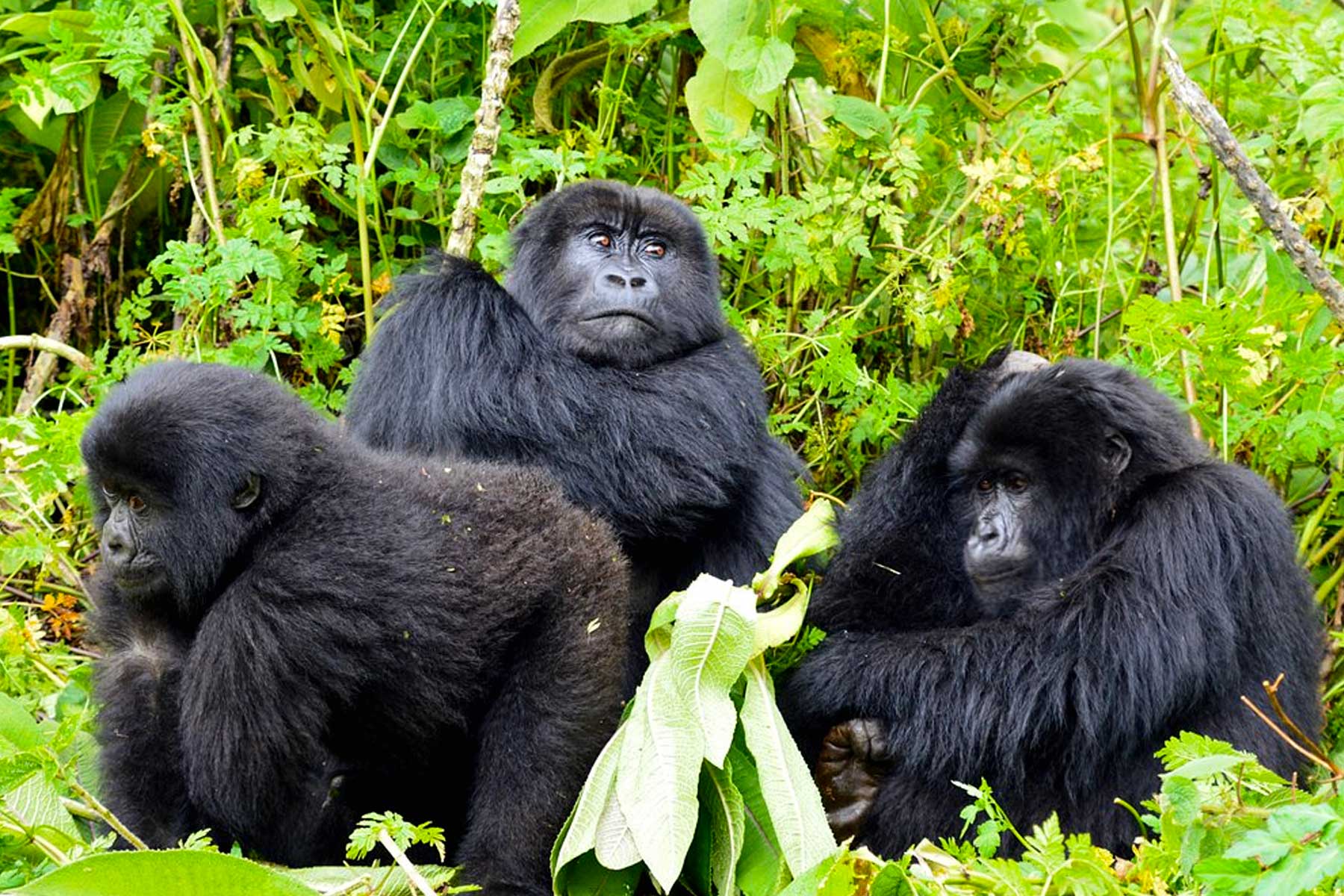 rwanda-congo-gorilla-trekking-tours