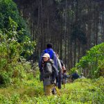 uganda-primate-walking-safari