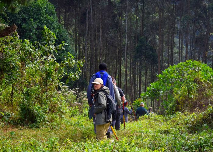 uganda-primate-walking-safari