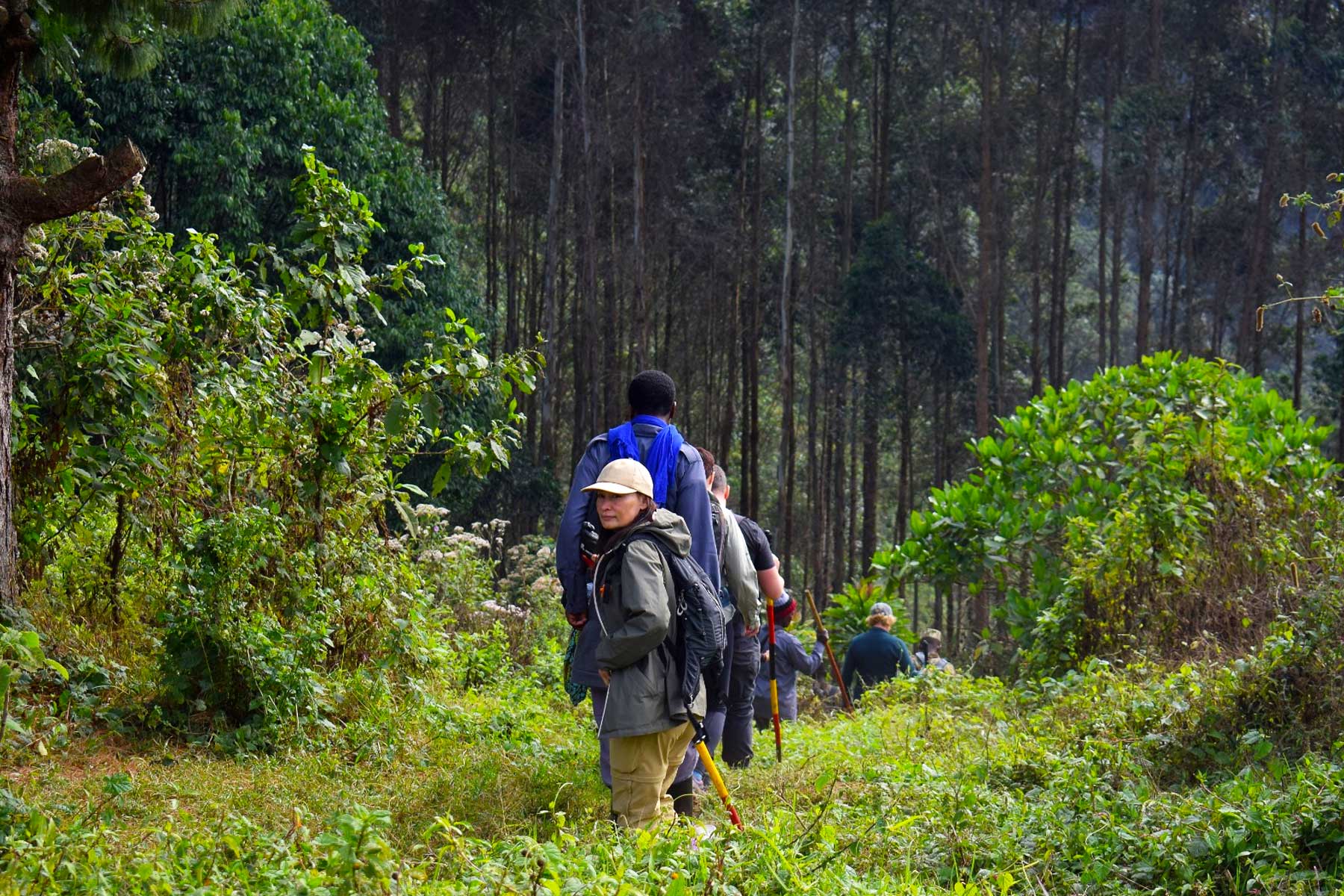 uganda-primate-walking-safari