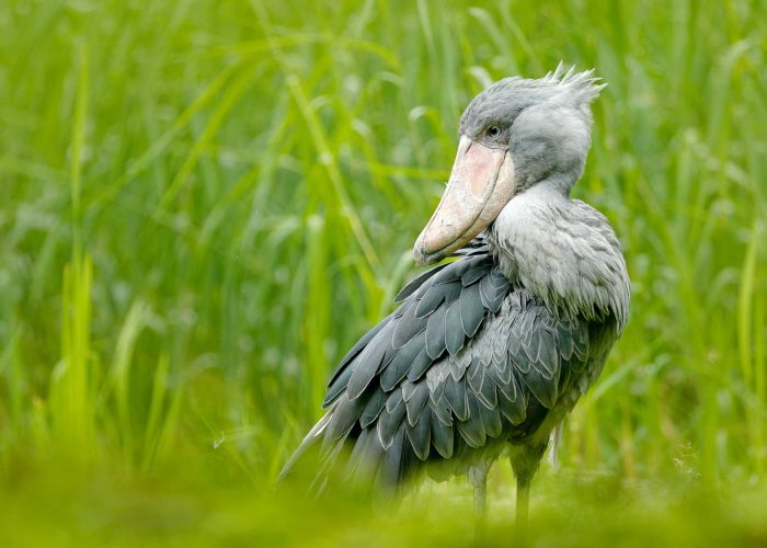 witness-the-majestic-shoebill-breeding-marvels-at-mabamba-swamp