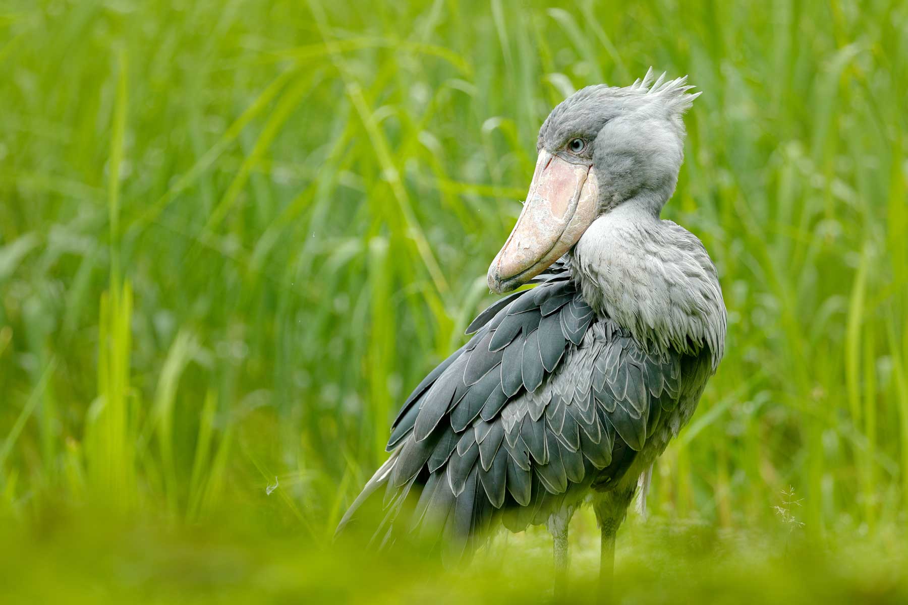 witness-the-majestic-shoebill-breeding-marvels-at-mabamba-swamp