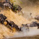 combining-gorilla-trekking-and-the-great-wildebeest-migration