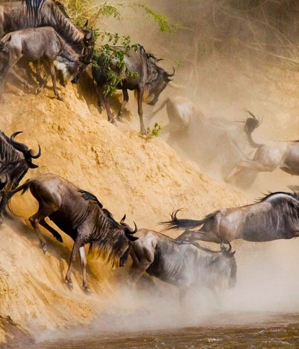 combining-gorilla-trekking-and-the-great-wildebeest-migration