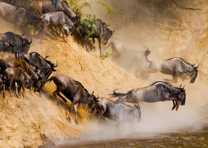 combining-gorilla-trekking-and-the-great-wildebeest-migration