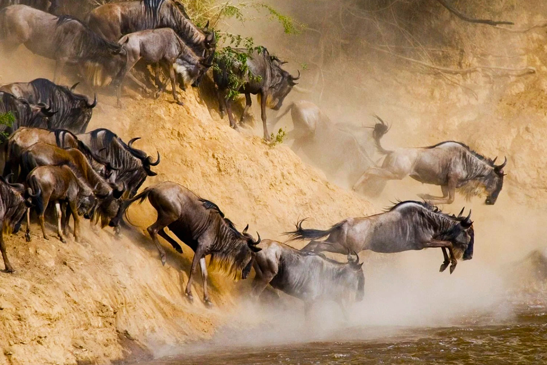 combining-gorilla-trekking-and-the-great-wildebeest-migration