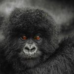 go-gorilla-trekking-in-rwanda