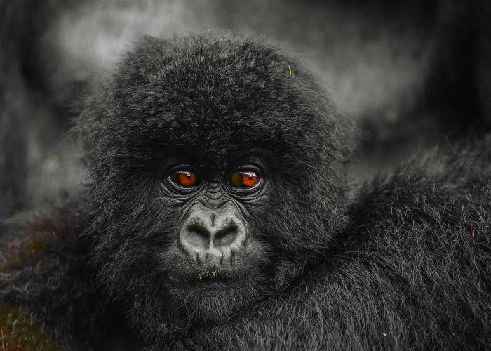 go-gorilla-trekking-in-rwanda