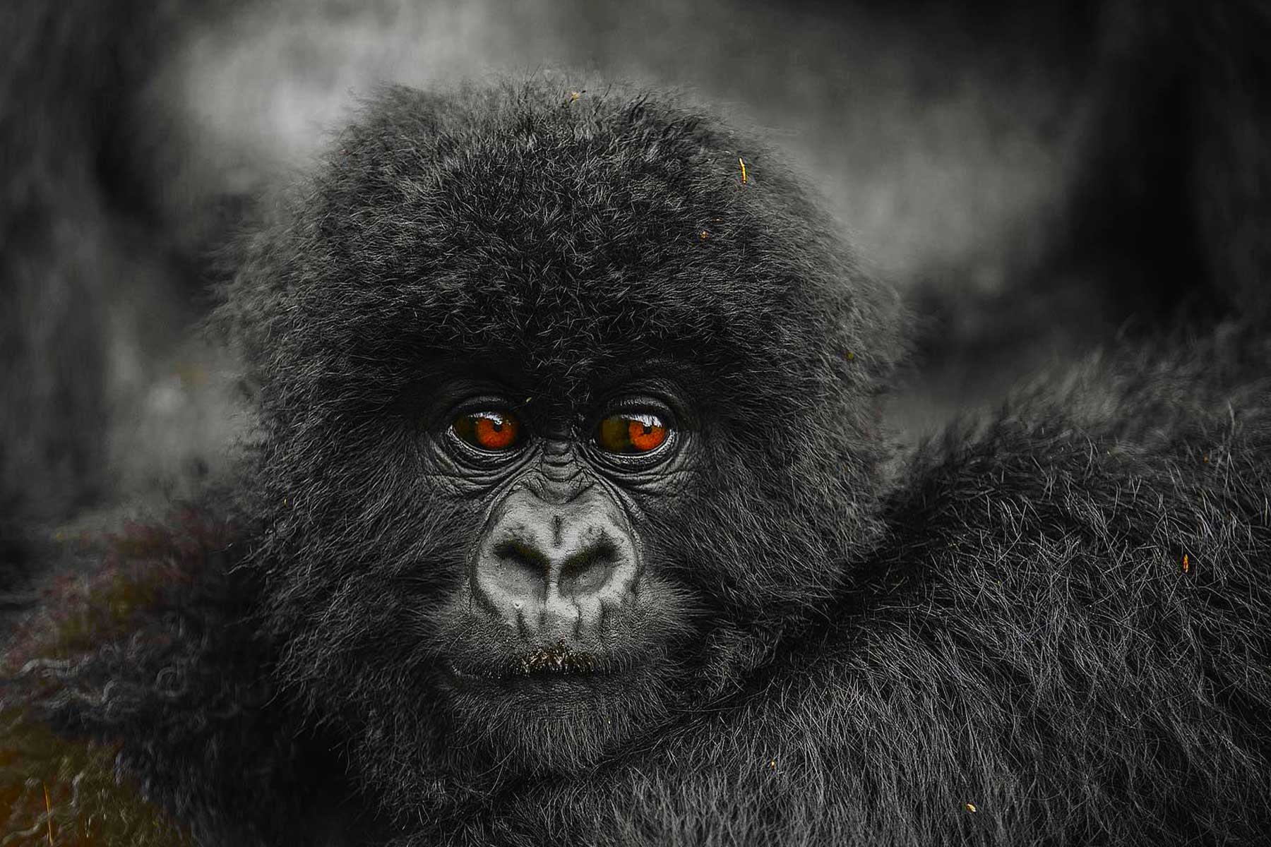 go-gorilla-trekking-in-rwanda