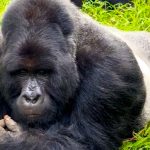 go-gorilla-trekking-in-uganda