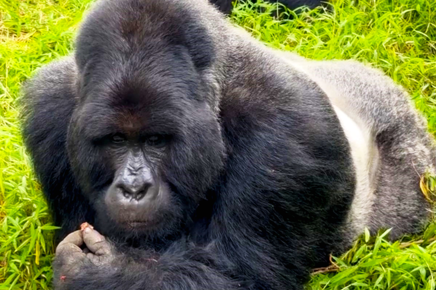 go-gorilla-trekking-in-uganda