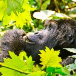 gorilla-trekking-adventure-tour-arrangements